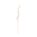 UNC | PLANTA OLIVE, 8 PETALS | NATURAL (SET VAN 6)
