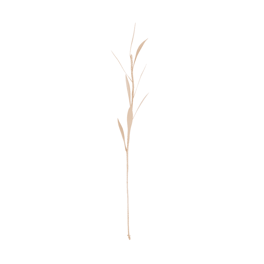 UNC | PLANTA OLIVE, 8 PETALS | NATURAL (SET VAN 6)