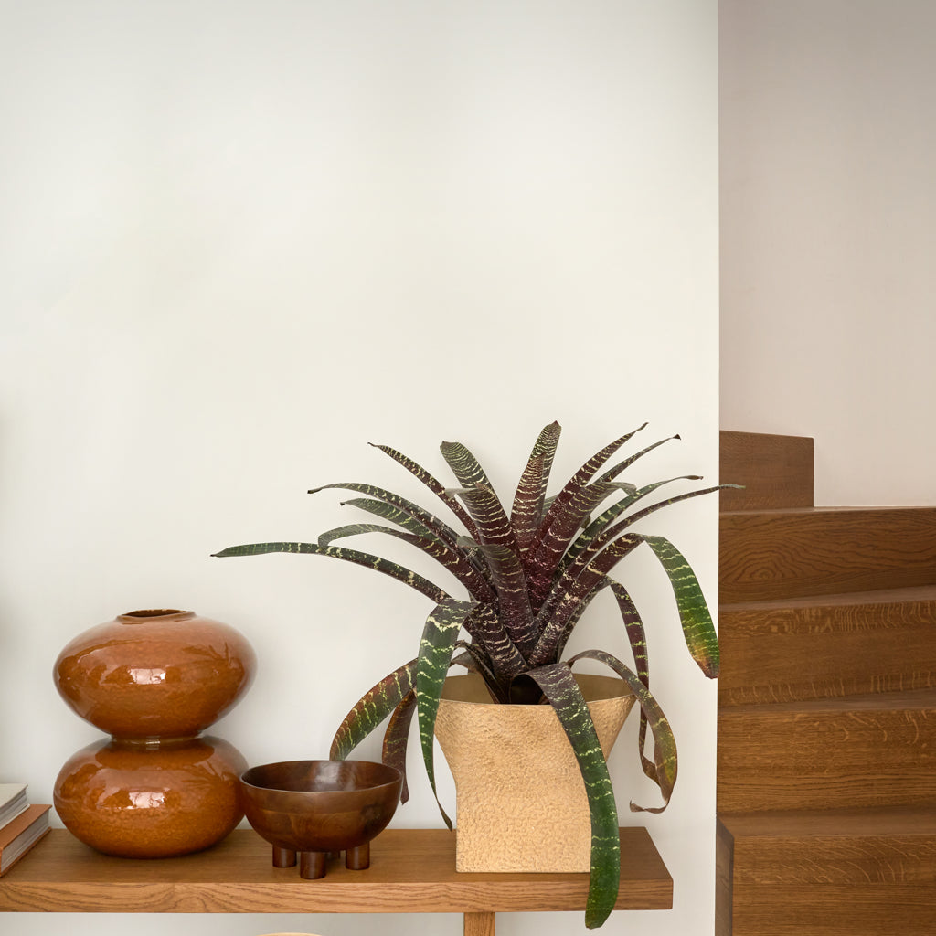 URBAN NATURE CULTURE | VAAS FOSS | SUGAR ALMOND