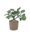 KidsDepot | DECORATIEVE PLANT | PILEO PEPERO