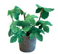 KIDSDEPOT | VILTEN PLANT FICUS CARICA | Groen