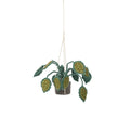 KidsDepot | HANGPLANT | BIG LEAVES