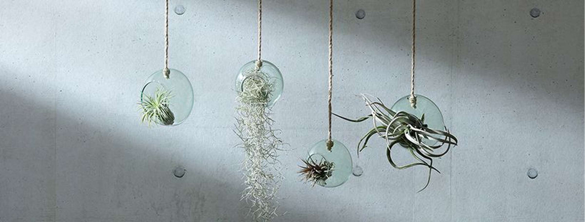 L.S.A. | CANOPY PLANTENHANGER | Ø 10 CM