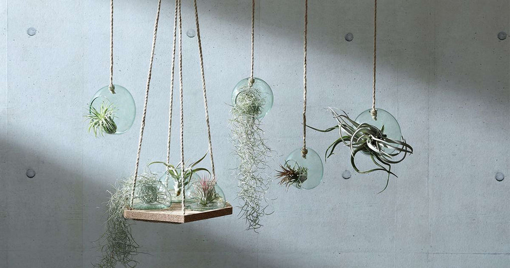 L.S.A. | CANOPY PLANTENHANGER | Ø 10 CM